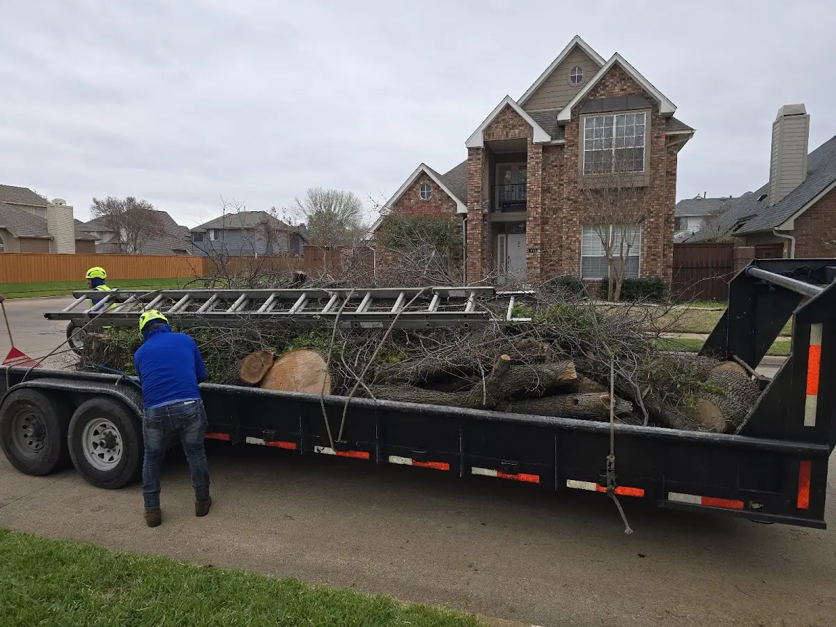 Expert Deadwooding with proper safety equipment in Moatsville